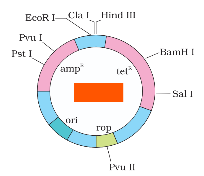 <p>What is the name of this cloning vector?</p>