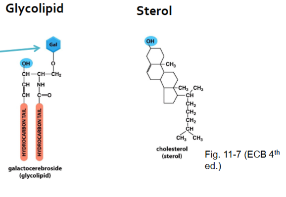 <p>Glycolipids and Sterols are common examples of differing types of lipid membranes</p>