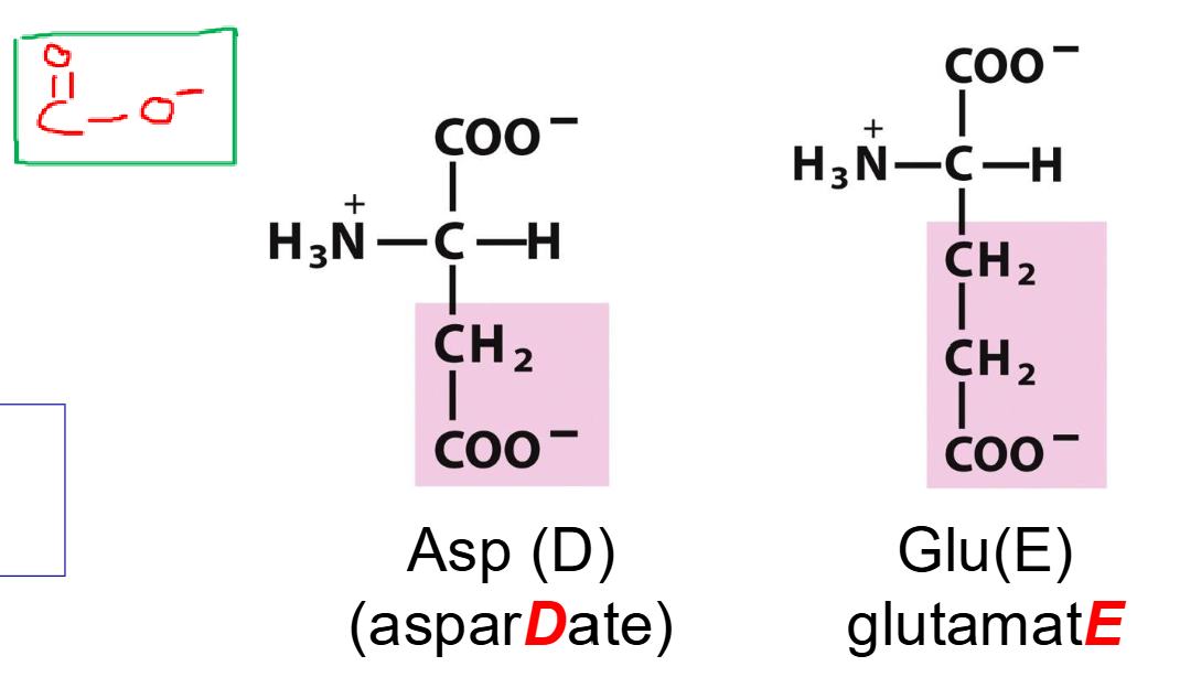 <ul><li><p><span>Side chains have carboxylic acid groups R-COOH that lose H+ (become deprotonated) at neutral pH</span></p></li><li><p><span>When deprotonated these are described as carboxylate groups R- COO-</span></p></li><li><p><span>Carboxylate groups are negative and also very polar</span></p></li><li><p><span>Asp side chain: -CH2-COO-</span></p></li><li><p><span>Glu side chain: -CH2-CH2-COO-</span></p></li></ul><p></p>