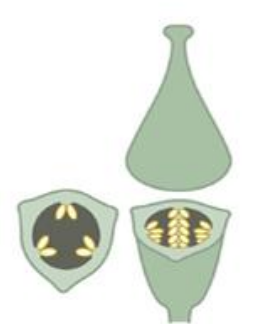 <p>Type of placentation? </p>