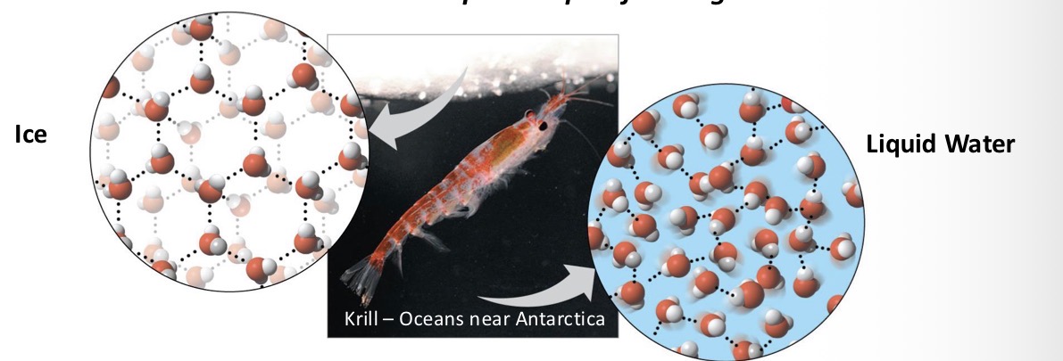 <p>Which is greater in density ice or water?</p>