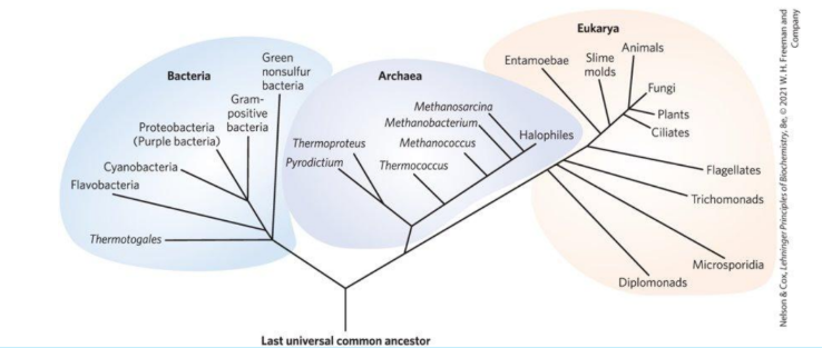 <p><strong><u>Phylogeny of the Three Domains of Life (associated with different types of cells)</u></strong></p><ul><li><p>___________: inhabit extreme enviornments. More similar to Eukarya </p></li></ul><p></p>