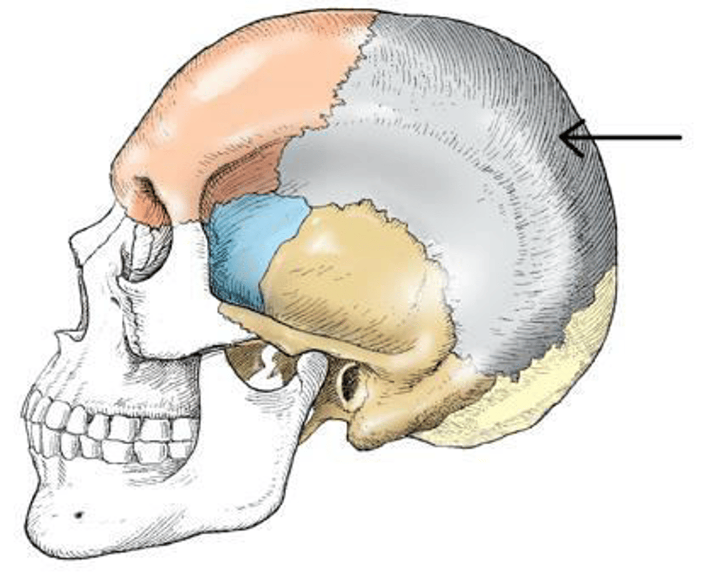 <p>The bone indicated in the figure below is the:</p><p>a. temporal.</p><p>b. parietal.</p><p>c. occipital.</p><p>d. sphenoid.</p>