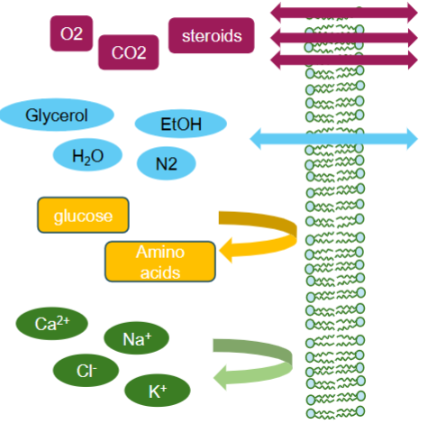 <p>Generally, hydrophilic and polar molecules cannot pass through the lipid bilayer. In contrast, many hydrophobic nonpolar molecules can easily pass.</p><ul><li><p>Nonpolar molecules (CO<sub>2</sub>, O<sub>2</sub>, steroids, etc) can freely pass without any specific conditions.</p></li><li><p>Small uncharged polar molecules (H<sub>2</sub>O, EtOH, etc.) can <u>diffuse</u> well across bilayers</p></li><li><p>Large uncharged molecules (Glucose, Amino acids, etc.) cannot <u>diffuse</u> well across bilayers</p></li><li><p>Charged Ions as well (Na+, Cl-, etc.) cannot pass.</p></li></ul><p></p>