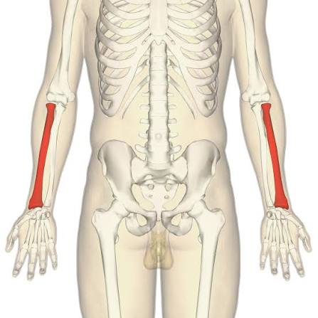 Radius (bone) - Wikipedia