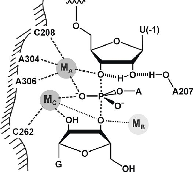 <p>RNA polymerase, Group 1 introns, Group 2 introns and the spliceosome all share ______</p>