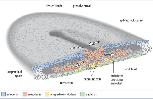 <p>cells re-emerge below the epiblast and migrate, depending on where they re-emerge determines their fate, mesoderm cells migrate laterally </p>