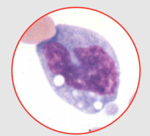 <p>What species does this monocyte belong to? canine, equine, feline, or bovine?</p>