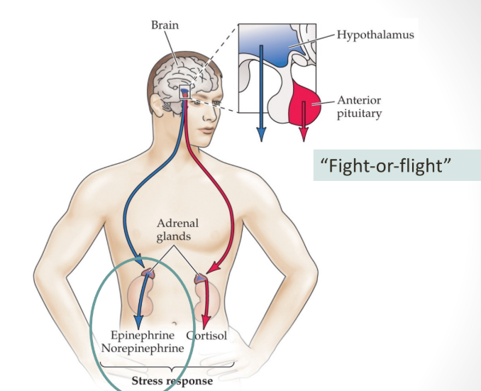<p>“fight or flight” response => hypothalamus activates the sympathetic nervous system to cause the adrenal medulla to release epinephrine (adrenaline) and norepinephrine (noradrenaline)</p>