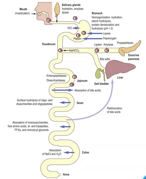 <p>Digestion: Breaking down food mechanically/enzymatically</p><p>Biopolymers must be hydrolyzed into monomeric units; Catalyzed by soluble enzymes</p><p>Protein digestion occurs in lumen of stomach and small intestine</p><p>Digestive enzymes are secreted by salivary glands, stomach and pancreas</p><p>Pancreatic enzymes and bile acids are poured into lumen of 2nd part of duodenum and the bulk of intraluminal digestion occurs distally</p>