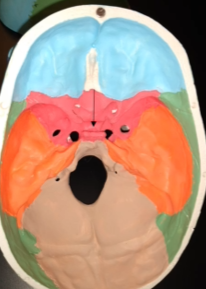 <p>What is this bone?</p>