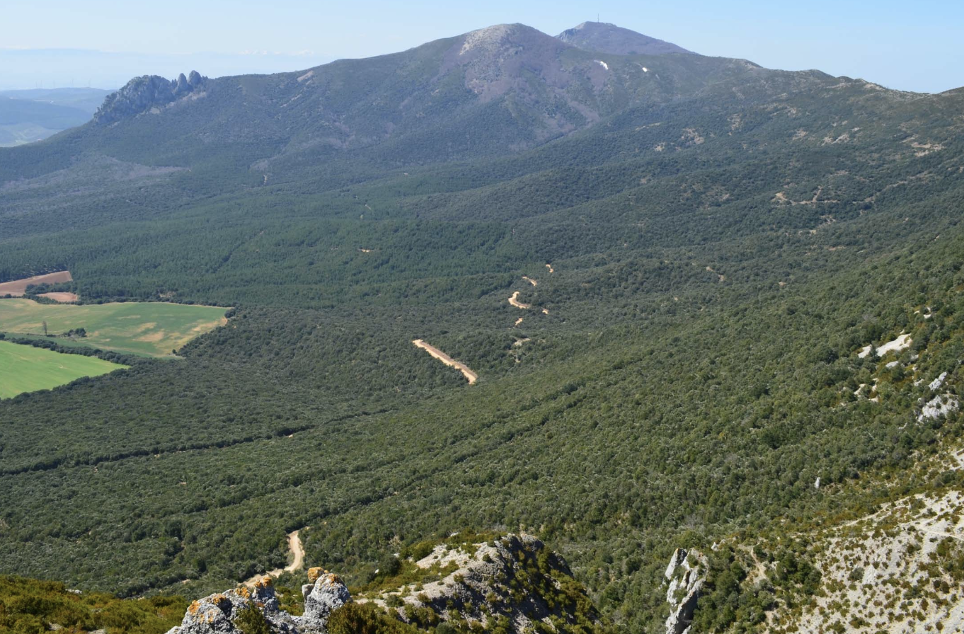 <p>Bosques de Quercus ilex y Q. rotundifolia (9340)</p>