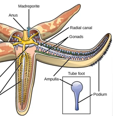 <p>A circular ring with extended tubes that end in tube feet. </p>