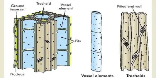 <p>What are the two types/components of xylem?</p>