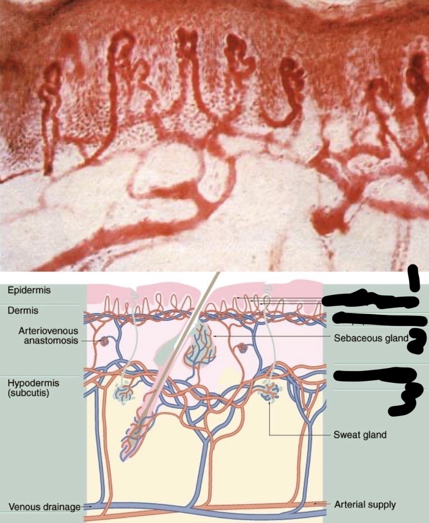<p>Identify the Structure</p>