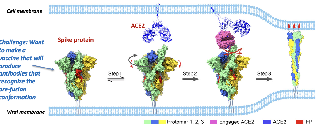 <p><span>(with packed FP, in red) to the </span></p><ul><li><p><span>transiently open state (step 1) with an untwisting motion (highlighted in dark gray arrow) associated with a downward movement of S1 (red arrow), from the </span></p></li><li><p><span>open state to the dynamic ACE2 engaged state (step 2), and </span></p></li><li><p><span>then all the way to the refolded postfusion state (step 3).</span></p></li></ul><p></p>