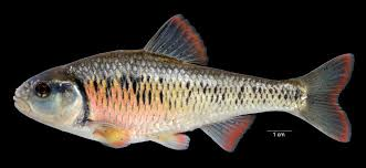 <p>Luxilus chrysocephalus</p><p>Deep bodied, larger mouth, terminal</p><p>Large, coarse looking scales</p><p>Dusky striped running down both sides of the back, forming a series of V’s behind the dorsal fin</p>