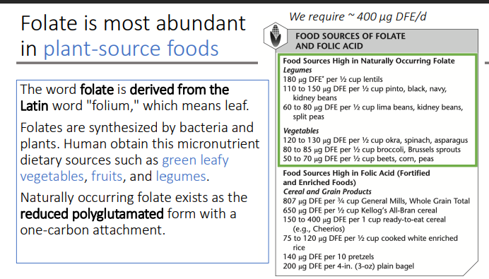 <p>polyglutamated form with a one-carbon attachment.</p>