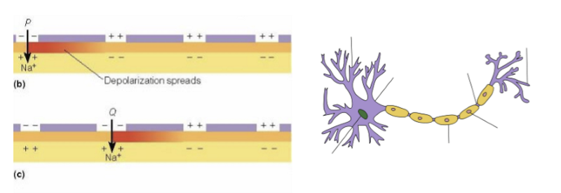 <p>Saltatory propagation: action potentials jump from node to node. </p>