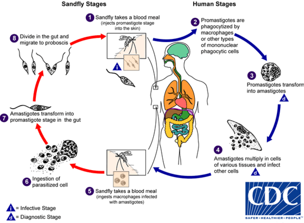 <p>Besides spread through phlebotomine sandfly bites, <em>Leishmania spp. </em>can also be transmitted via what methods?</p>