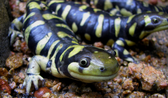 <p>tiger salamander</p>