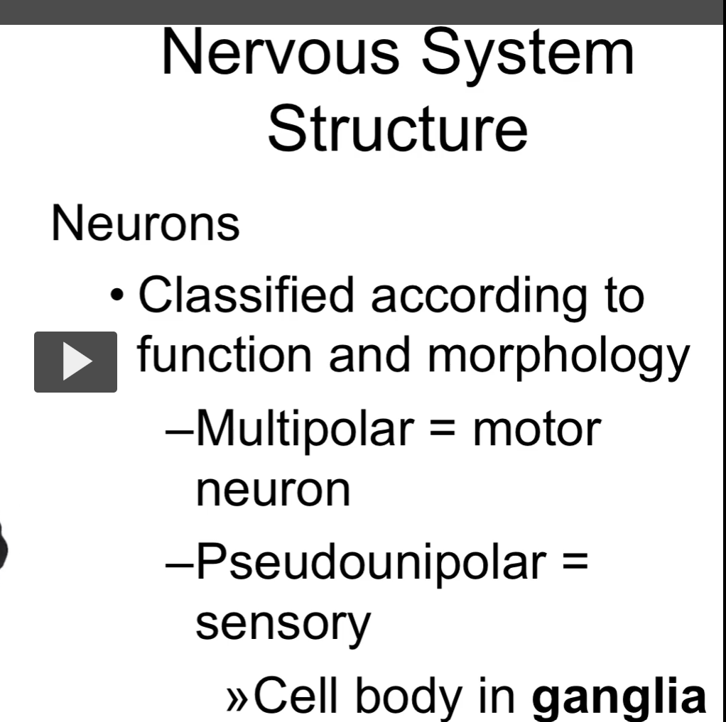 <p></p><p><u>Autonomic nervous system: Neurons</u></p><p>multipolar neurons are mainly motor neurons </p><p>pseudounipolar neurons are mainly sensory neurons</p>