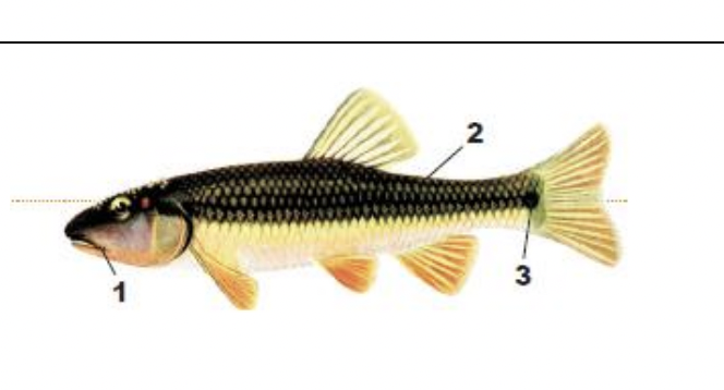 <p>1) thin barbel at corner of large mouth</p><p>2) large, dark-edged scales</p><p>3) spot at base of tail</p>