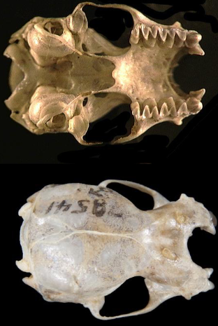 <p>Lasiurus cinereus</p>