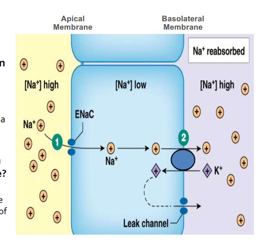 <p>How is Na+ transported on the apical membrane?</p>