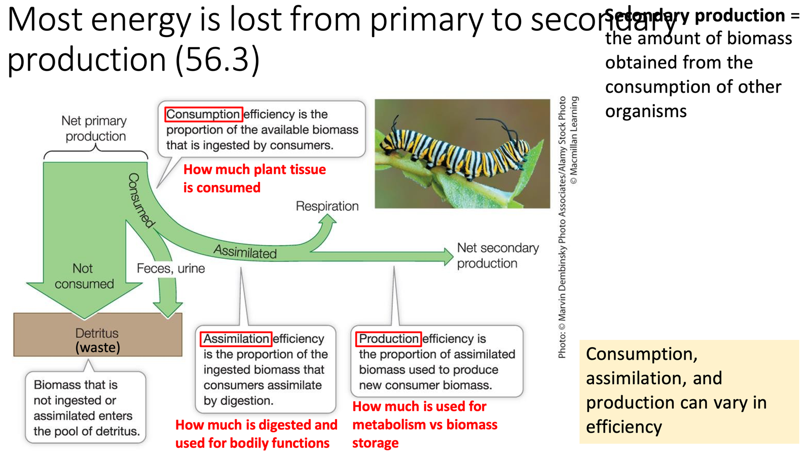 <ul><li><p><strong>Secondary production</strong> = amount of biomass obtained from the consumption of other organisms</p><ul><li><p>Three steps determine how much energy is transferred:</p><ul><li><p><strong>Consumption:</strong> how much plant/prey tissue is eaten, aka the actual available biomass that is ingested by consumers. </p></li><li><p><strong>Assimilation:</strong> how much is digested and used for bodily functions (vs. excreted as waste)</p></li><li><p><strong>Production:</strong> how much is used for biomass storage vs. lost to metabolism. </p></li></ul></li></ul></li><li><p>In terms of a caterpillar, the <span>giant arrow is the giant leaf that can be consumed. </span></p><ul><li><p><span>Very little fraction of that leaf is consumed, as lots of what the caterpillars eat goes back into the ecosystem as resources generated via waste or respiration. </span></p></li><li><p><span>Not one size fits all, as different organisms have varying production efficiencies.</span></p></li></ul></li></ul><p></p>