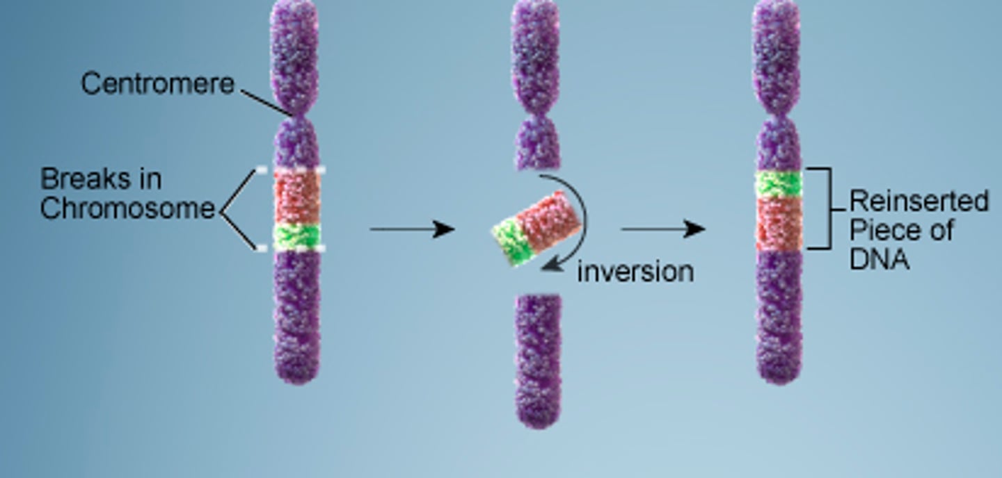 <p>reverses orientation of a segment within a chromosome</p>