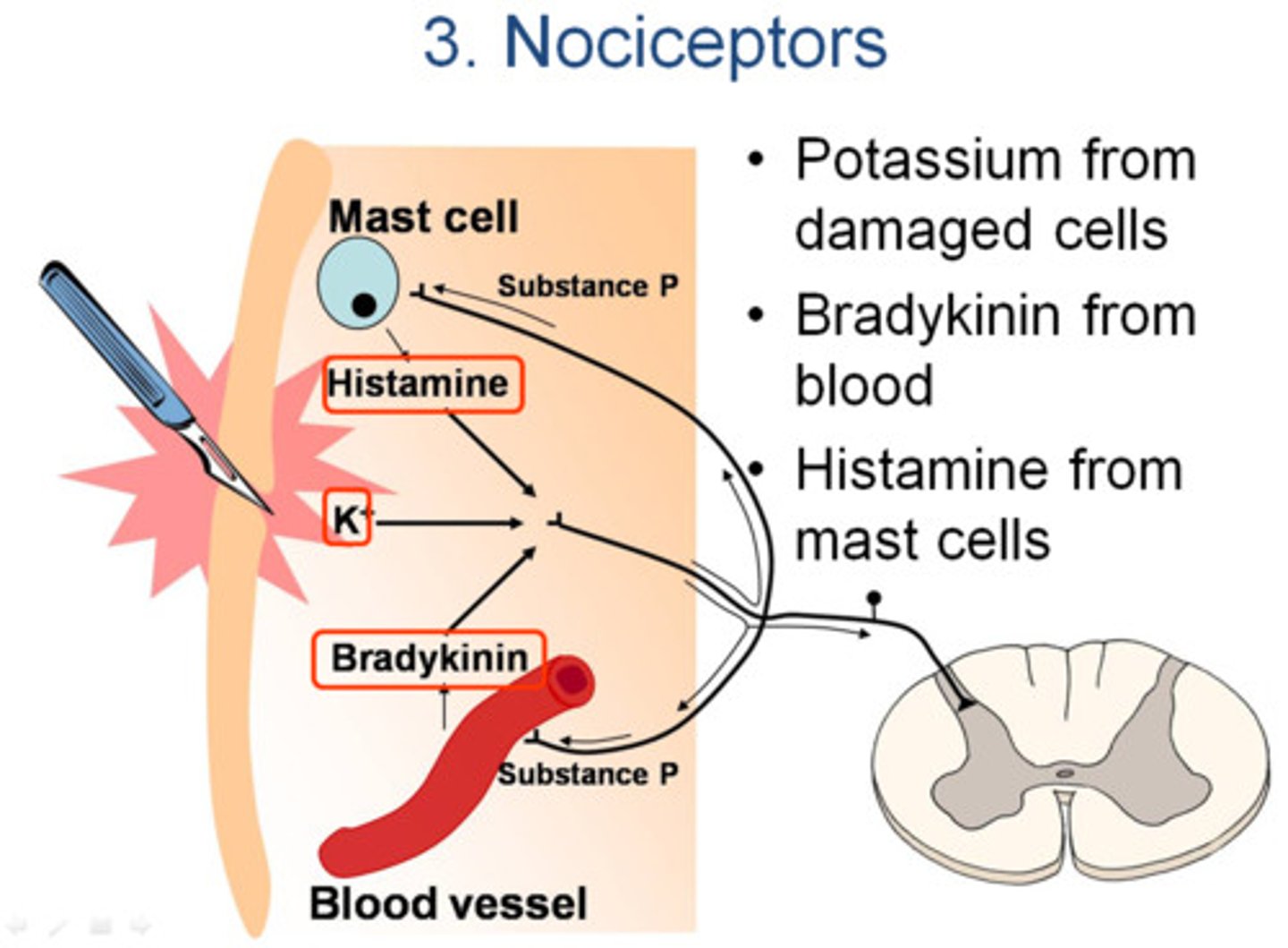 <p>Pain receptor</p>
