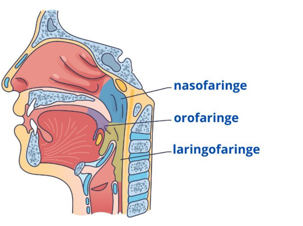 <ul><li><p><span><strong>Nasofaringe:</strong> Função exclusivamente respiratória; abriga a tonsila faríngea (adenóide) e o óstio da tuba auditiva.</span></p></li><li><p><span><strong>Orofaringe:</strong> A zona central e via mista; abrange o pálato mole, as tonsilas palatinas e a base da língua.</span></p></li><li><p><span><strong>Laringofaringe (Hipofaringe):</strong> Transição inferior que se comunica com a laringe e continua como esôfago.</span></p></li></ul><p></p>