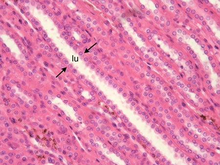 <p>One layer of cube-shaped cells</p>