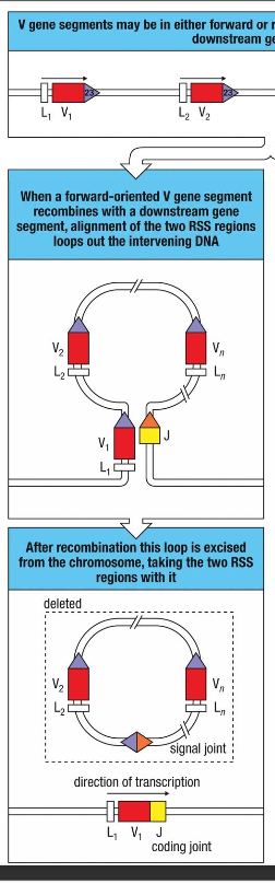 <p>V gene segments are joined by recombination - forward </p>
