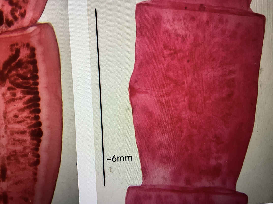 <p>Kingdom?</p><p class="p1">Phylum?</p><p class="p1">Class?</p><p class="p1">Subclass?</p><p class="p1">Order?</p><p class="p1">Family?</p><p class="p1">Species/Stage?</p>