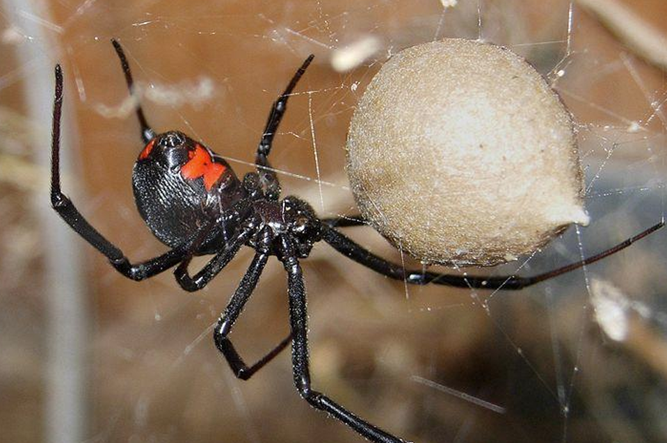 <p>Orde Araneae (spinnen) vb</p>