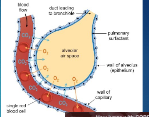 <p>Alveoli </p>