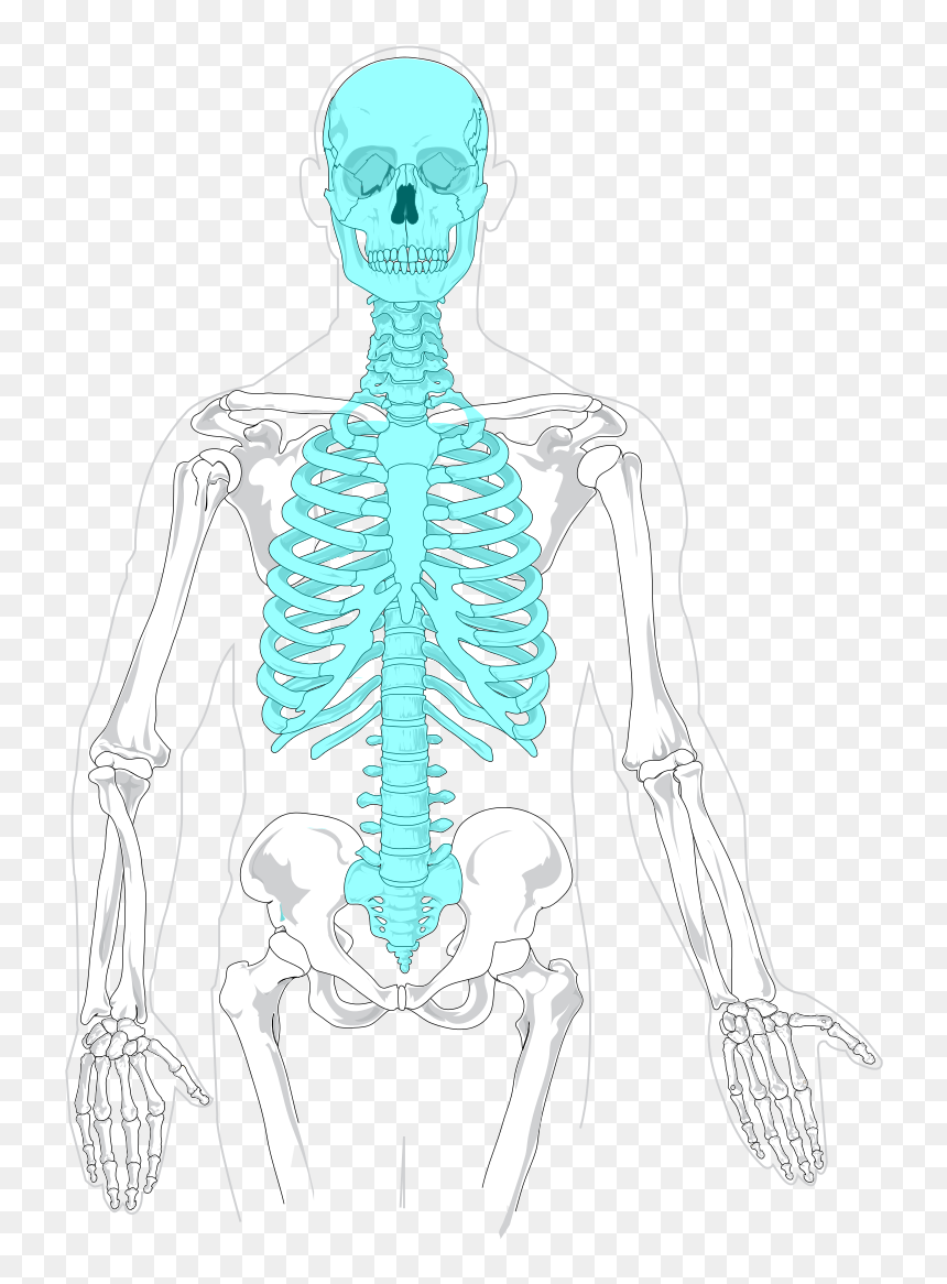 <p>The Skull, Vertebrae, Ribs, Sternum</p>
