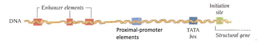 <p>short DNA sequences that affect the ability of RNA polymerase to recognize the promoter</p><p>Proximal promoter elements in the 5’UTR influence the level of basal transcription </p><p>Enhancers stimulate and silencers inhibit transcription </p><ul><li><p>can be on either side of a gene or within a gene and quite distant from the start of transcpriton (100,000bp away) </p></li><li><p>enhancers are needed for max transcription and some are responsible for time and tissue specific gene expression </p></li></ul><p></p>