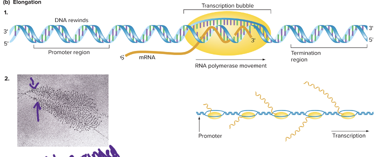 <p><span style="font-family: "Tw Cen MT";">Core RNA polymerase loses affinity for promoter, moves in 3’-to-5’ direction on template strand</span></p><p style="text-align: left;"><span style="font-family: "Tw Cen MT";">-Within transcription bubble, NTPs added to 3’end of nascent mRNA</span></p>