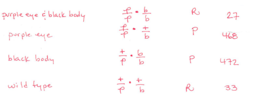 <p>Since they are not equal proportion, the mutation is LINKED to visible marker (black body), therefore they do not independently assort</p><p>-RF = Recombinant / Total Progeny</p><p>Map Distance = RF x 100</p>