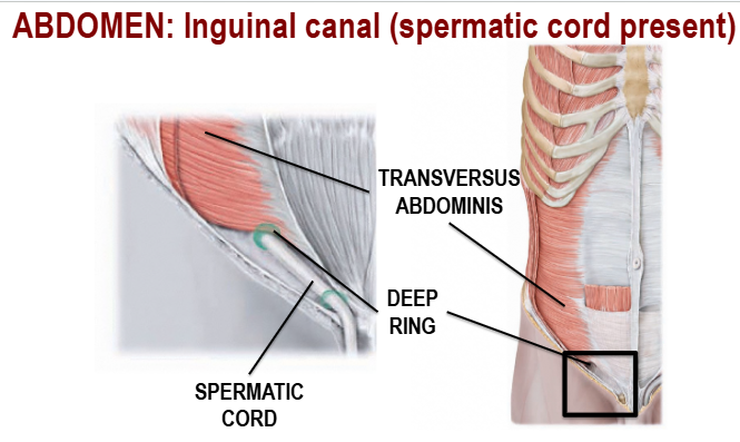 <p>Transverse Abdominis, Deep Ring, Spermatic Cord</p>
