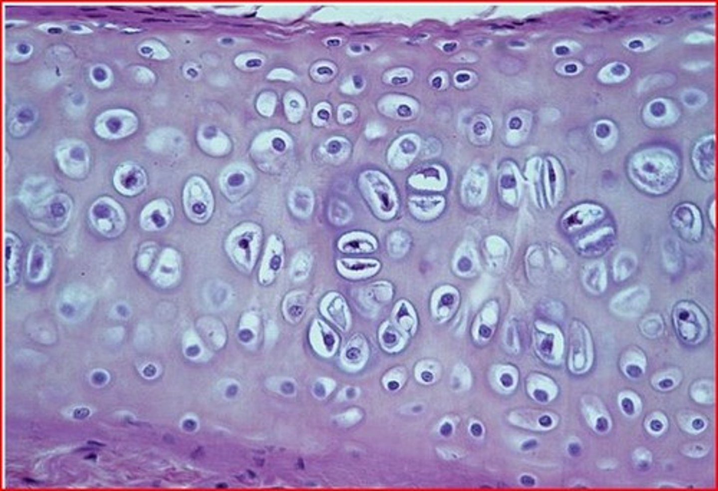 <p>what type of tissue is pictured?</p>