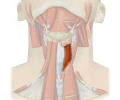 <p><span>EXTRINSIC INFRAHYOID</span><br><br><span>origin: oblique line of thyroid lamina</span><br><br><span>insertion: lower border of greater horn of hyoid</span><br><br><span>innervation: spinal nerve C1 via CN XII (hypoglossal)</span><br><br><span>function: contraction decreases distance between thyroid and hyoid; thyroid fixed = depresses hyoid; hyoid fixed = elevates thyroid</span></p>
