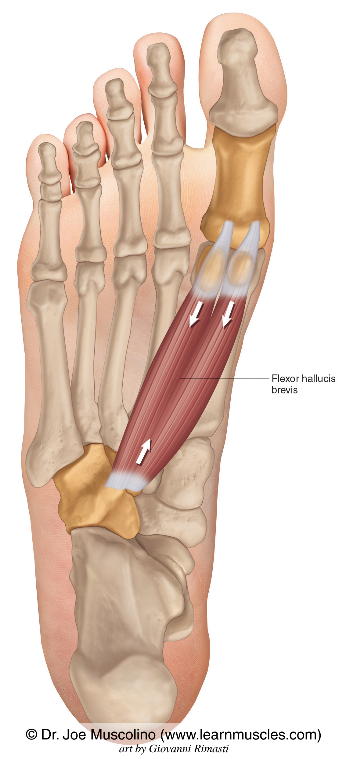 <p>both sides of base of proximal phalanx of big toe</p>