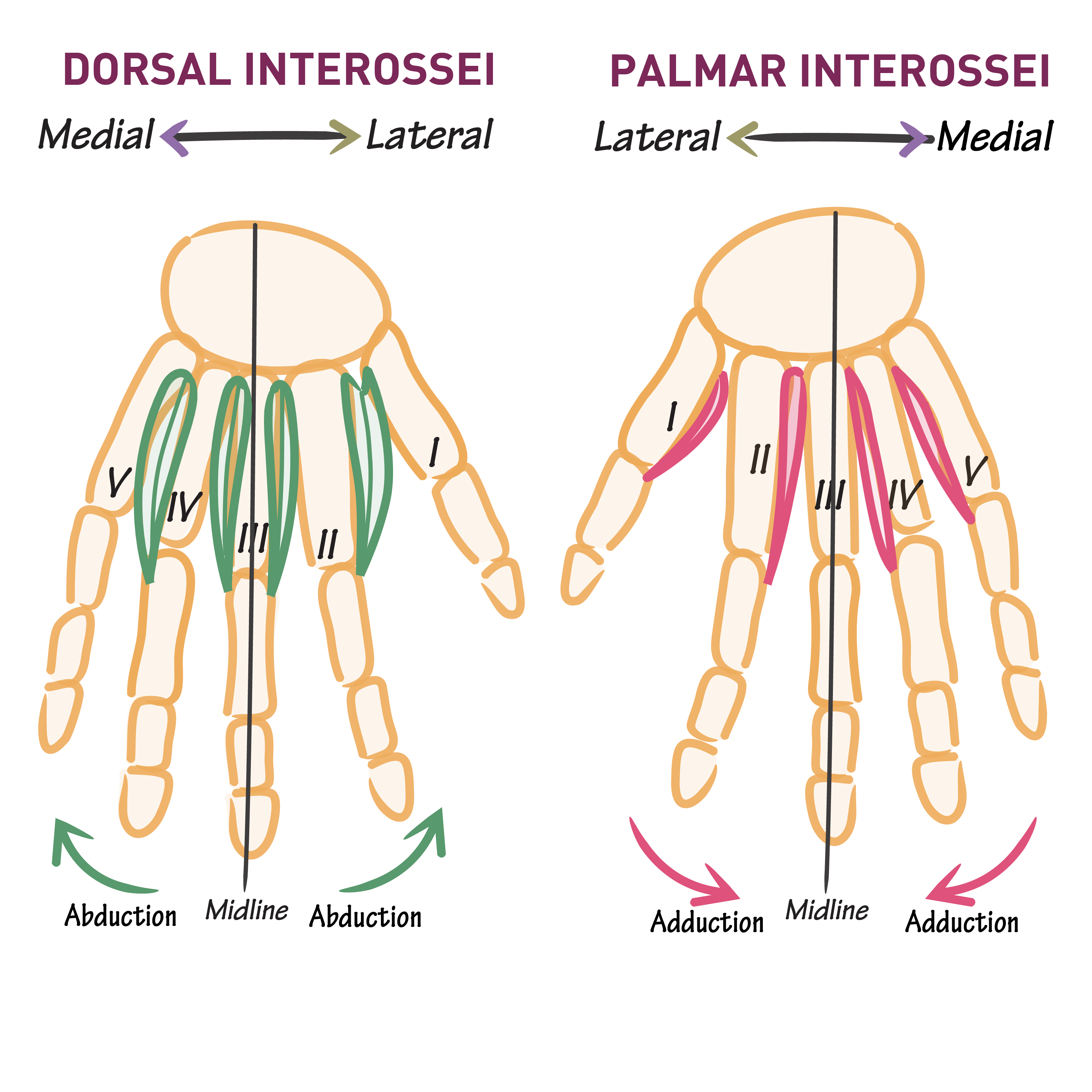 <p>whats the nemonic to remember the different actions of the palmar and dorsal interossei?</p>
