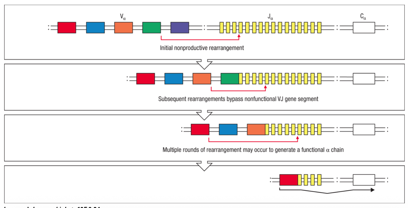 <p>recombination in the TCR alpha locus </p><ul><li><p>initial non productive rearrangement </p></li><li><p>subsequent rearrangements bypass nonfunctional VJ gene segment </p></li><li><p>multiple rounds of rearrangement may occur to generate a functional alpha chain </p></li></ul><p></p>