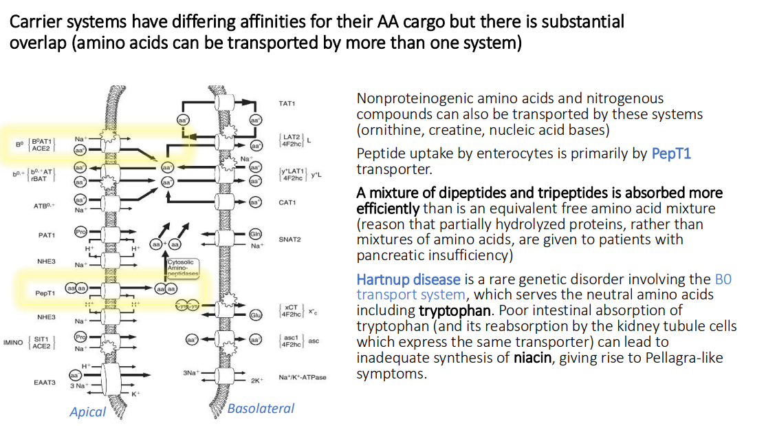 <p>inadequate synthesis of niacin, giving rise to Pellagra-like symptoms</p>