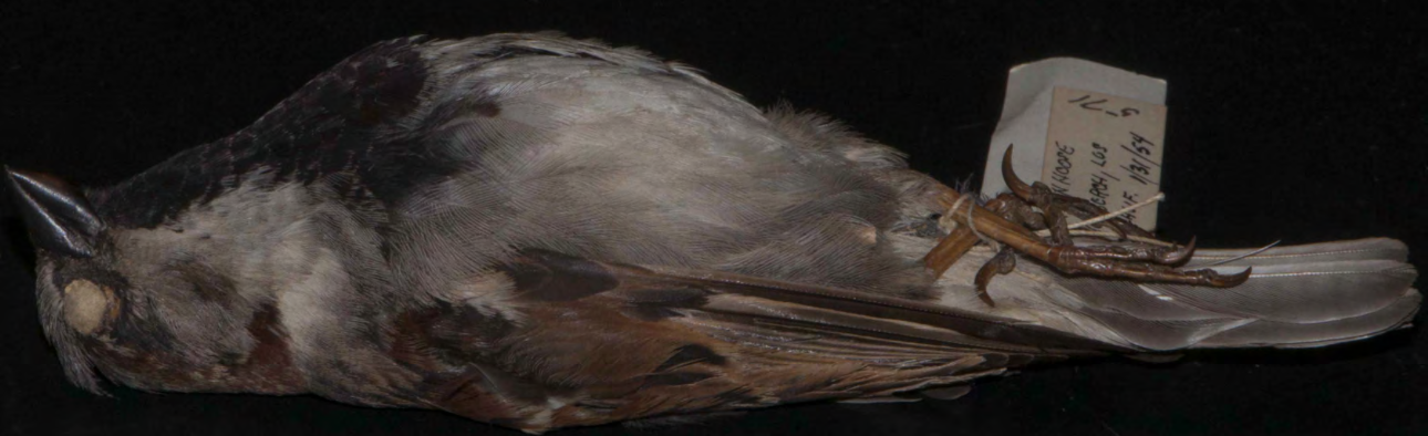 <p>House Sparrow</p>